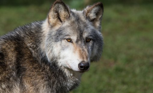 Пуснаха на свобода вълка, който ухапа жена в търговски район на Хамбург