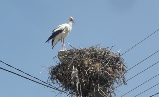 Силният вятър събори щъркелово гнездо 