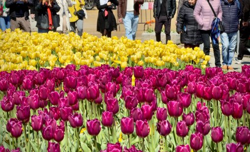 В кадър: Пролетни лалета красят София