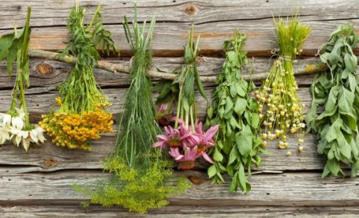 5 билки за силен имунитет през есента