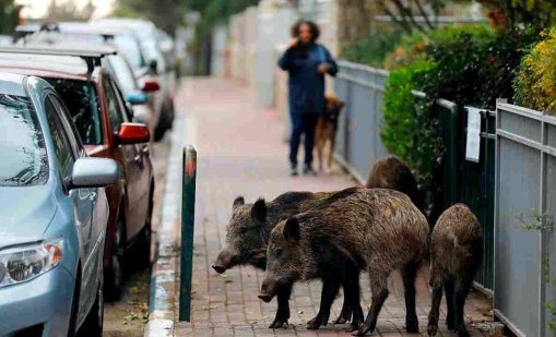 Стадо диви прасета се разходи в центъра на Солун