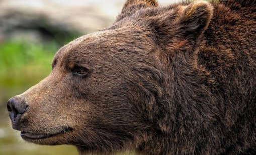 Група мечки се "присъединиха" към скиорите на писта в Калифорния ВИДЕО