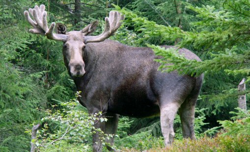 За първи път от 200 години в Румъния се появи лос