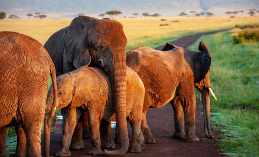 Ирония: Мъж, заклел се никога да не убие слон, загина от... слон