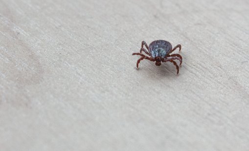 Първи случай на ку-треска в Пловдив