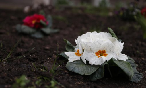Студен въздух нахлува утре, на места ще превалява дъжд
