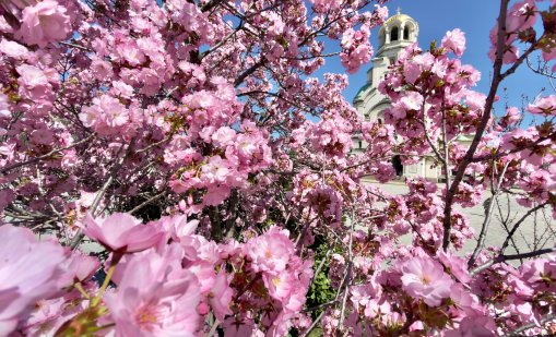 В кадър: Магията на японските вишни &bdquo;Сакура&ldquo; завладя столицата