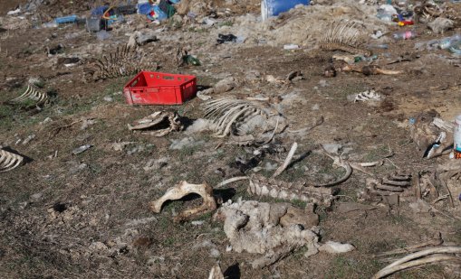 БАБХ със 100% контрол на пилешкото, открити са бактерии и плесени в училищни сандвичи 