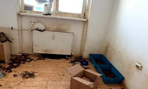 Изнесоха 115 котки от апартамент в Букурещ