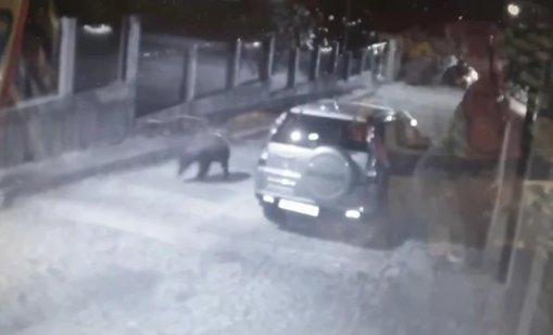 Мечка броди нощем по улиците в Карлово 