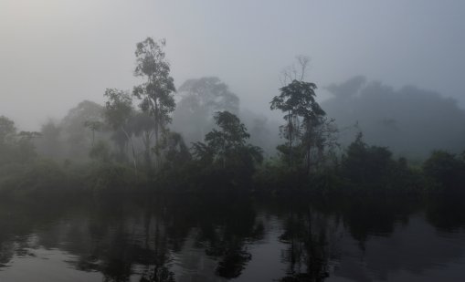 В Бразилия: Учени лишават дървета от вода, тестват лимита на Амазония