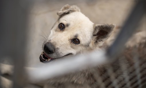 Истанбул решава проблема с бездомните кучета, събира ги всичките