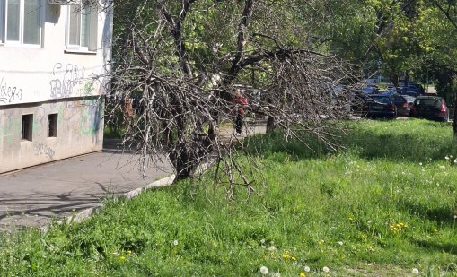 Сигналите ви: Избуяла трева, опасни дървета, надвиснали клони