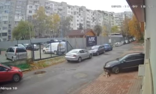 Умишшлено ли македонски лекар  прегази куче в кв. "Разсадника"? 