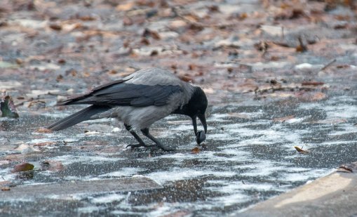 И утре ни чака студ, от обяд започват валежи от сняг