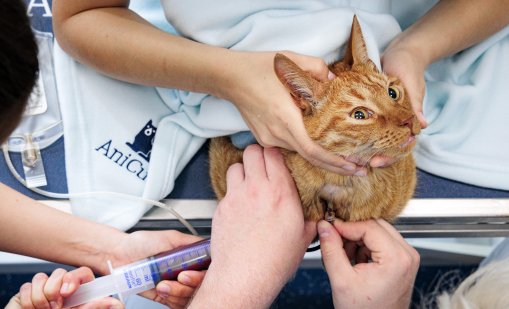 Котките също страдат от деменция като хората