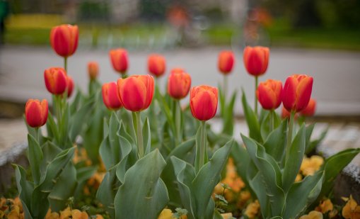 Слънчево начало на седмицата преди новото застудяване