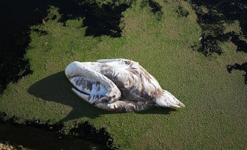 Птичият грип: Пандемията по-страшна от COVID, коато дебне зад ъгъла
