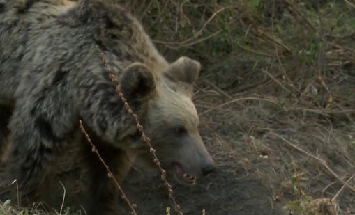 Мечки нападат кошерите в Троянско