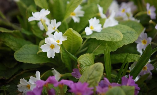 Пролетта идва днес в 16:46 часа, студена и с дъжд 