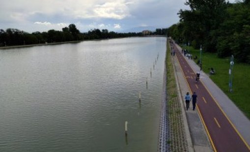 Белият амур спаси Гребния канал в Пловдив от водораслите