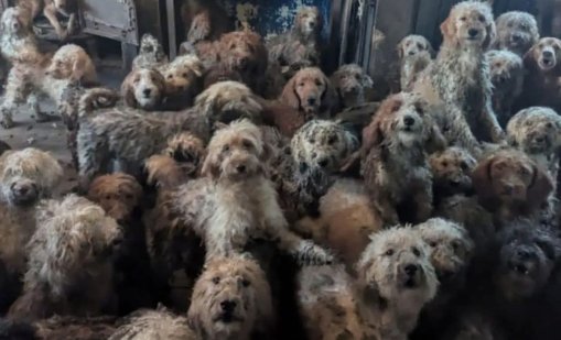 Намериха 250 кучета натъпкани в апартамент