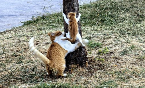 В Гърция има 3 млн. бездомни котки, една от най-големите популации в света