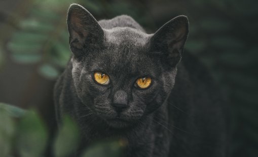 Голяма котка, приличаща на пума, беше забелязана край Варшава