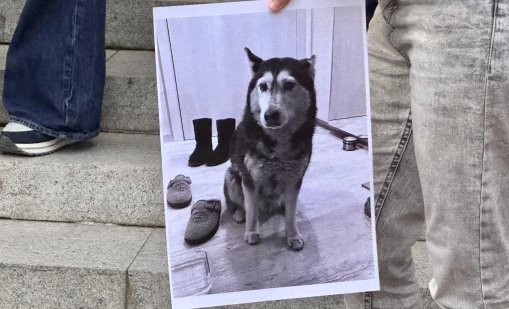 Оставиха в ареста Габриела и Красимир, обвинени за жестоки убийства на животни