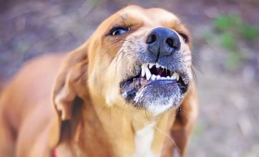 Агресивен пес наръфа млада жена и кученцето й в Казанлък