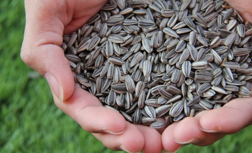 БАБХ: Четвърти кораб със слънчоглед от Аржентина с пестициди над нормата