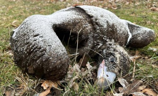 Откриха мъртви черни лешояди край Котел