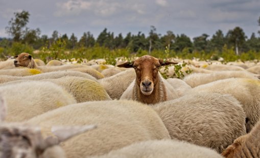 Регистрираха огнище на шарка по овцете и козите в село Смоличано, област Кюстендил