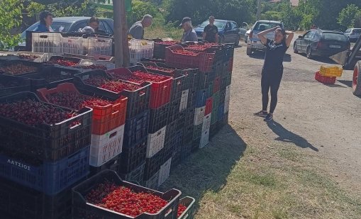 Кюстендилската череша тръгва към пазара по 0.80 цента за кило