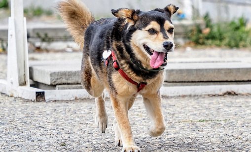 Вашите сигнали: Измъчвани домашни кучета, други като "царе" в магазин