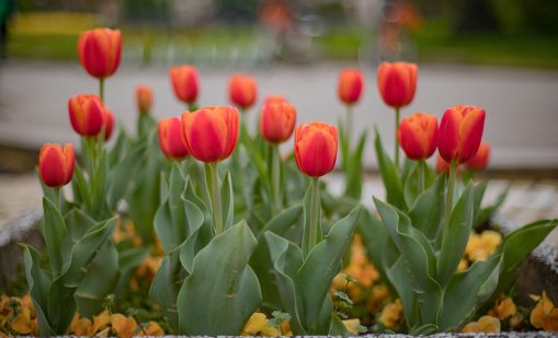 Времето днес: Слънчево, термометърът ще удари 18&deg;