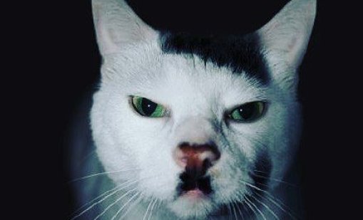 Глобиха руснак, публикувал снимка на котка, приличаща на... Хитлер