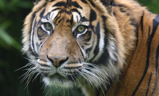 Тигър се хвърли върху публиката в цирк в Русия ВИДЕО