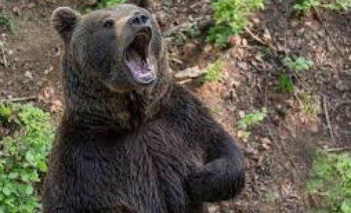 Мечките се събудиха гладни, слизат към селата 