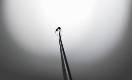 Комари се появиха в Исландия, това е показател за екопроблеми