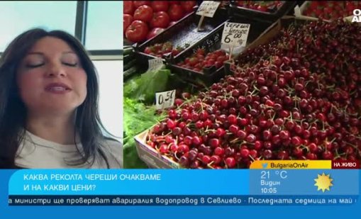 Станаха лукс: Българите масово купуват по 100&ndash;300 грама череши, само за опитване ВИДЕО