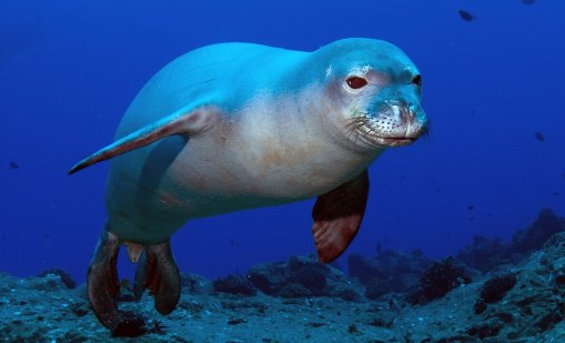 След делфина във Венеция се появи и тюлен монах