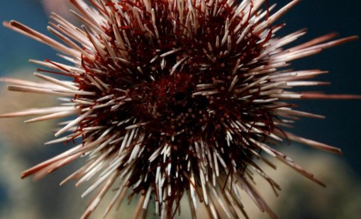 В Гърция задържаха петима души за нелегален улов на над 16 000 морски таралежа