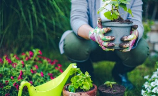 Кои растения да засадите през март?