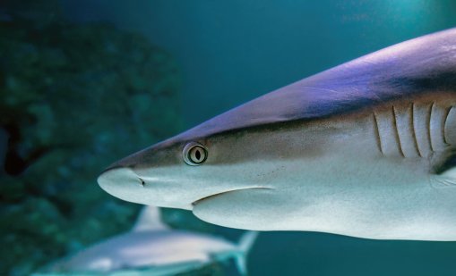 Десетки бахамски акули са надрусани с кокаин, кофеин и болкоуспокояващи