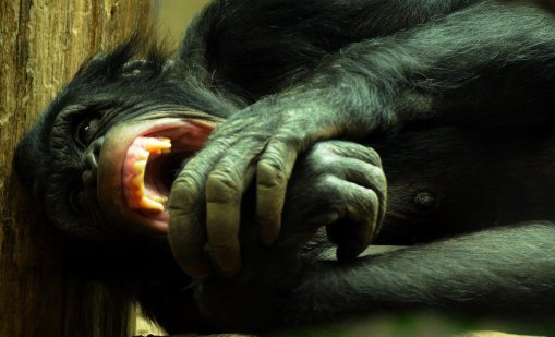 От общност към война: Как шимпанзетата показаха тъмната страна на обществото