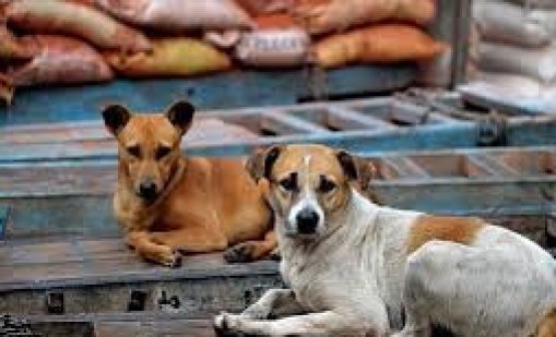 Истанбул забрани да се хранят бездомните кучета