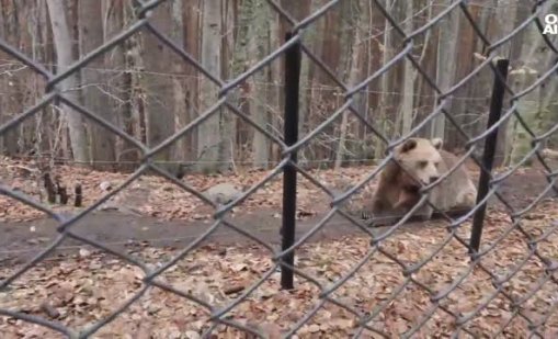 Мечките в Белица се събуждат от зимен сън