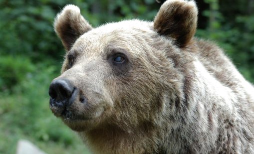 “Четири лапи”: Две мечки от Украйна намериха дом в Парк за мечки Белица