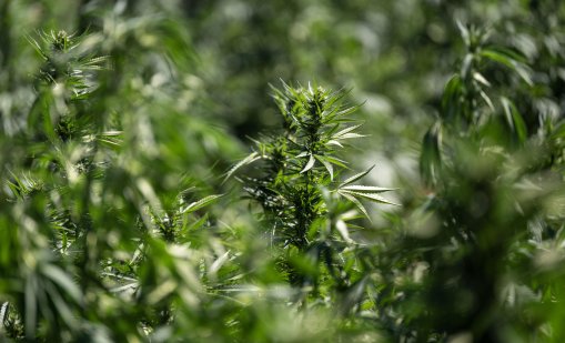 Заловиха над пет тона марихуана и оръжия в село в Сърбия